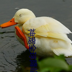 神宠全球降临 （强自取折）