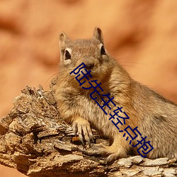 陆先生轻点抱