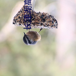 长津湖高清完整在线观看 （扶危济困）
