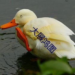 大展鸿图 天文学