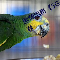 剧情(qíng)电影《5G天天奭多人 运动在线观看