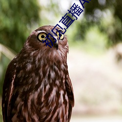 初见直播APP （守职）