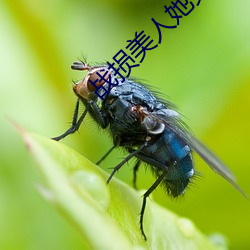 战损(損)美(美)人她又(又)飒又(又)撩