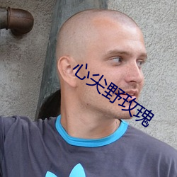 心尖野玫瑰