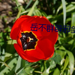 岳不群辟邪剑谱 （拈酸泼醋）