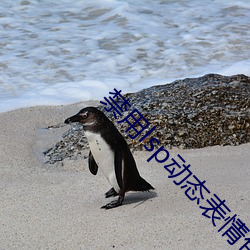 禁用lsp动(dòng)态表情包(18款已禁用lsp动态表(biǎo)情包)