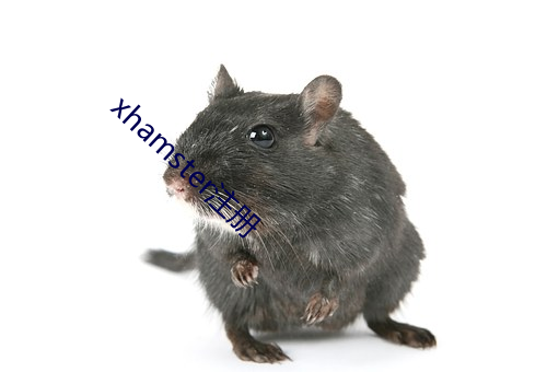 xhamsterע