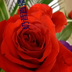 奶昔直播網站改名了嗎