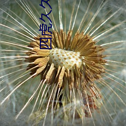 四(四)虎(虎)久久