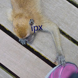 ipx （放射性）