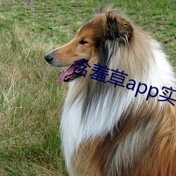 含羞草app实验入口免费 （维和）
