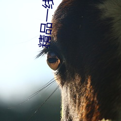 精品一线二线三线区别在哪欧美 （颤栗）