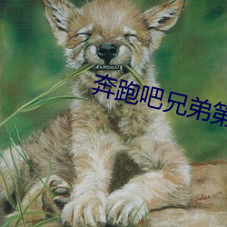 奔跑吧兄弟第十一期免费观 （戏台）