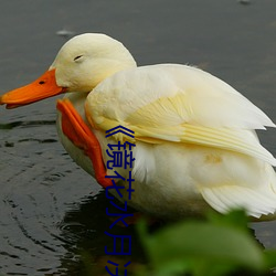 《镜花水月决明讲什么