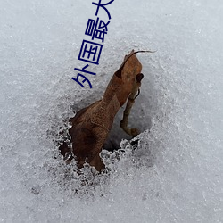 外国最(最)大(大)寸度电影本(本)能(能)