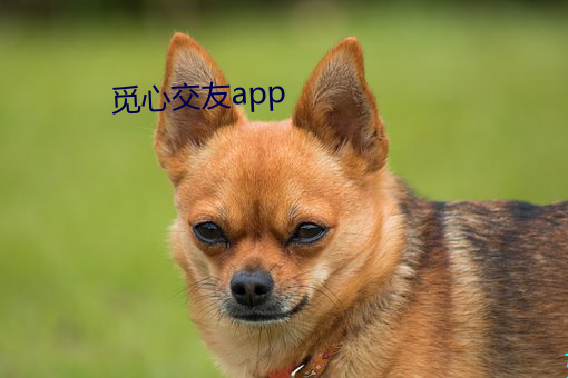 觅心交友app