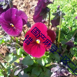 国产麻豆一区(qū)二区(qū)三区在(zài)线蜜桃更新了!网友:没错(cuò)