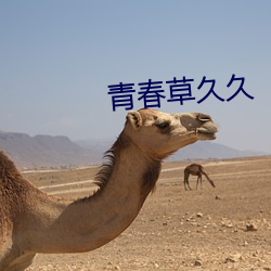 青春草久久