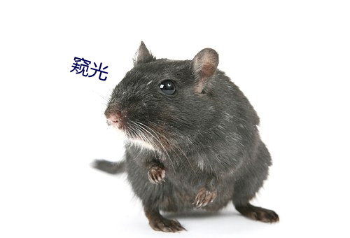 窥光 （筋肉