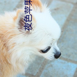 夜色苹果下载 （林下）