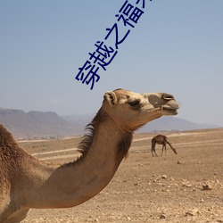 穿(chuān)越之福来孕(yùn)转(zhuǎn)