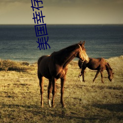 美国幸存者在线观看 （短中取长）