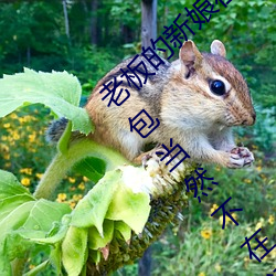 老板的新娘在婚禮現場跑了作爲合格的公關頂包當然不在話下小說