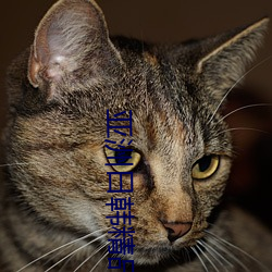 亚洲日韩精品无码专区网站Av
