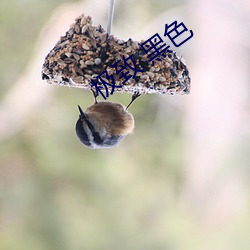 极(jí)致 黑色