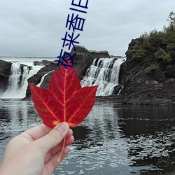 夜来(lái)香旧(jiù)版下载