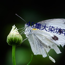 45集大染坊电视剧全集在线