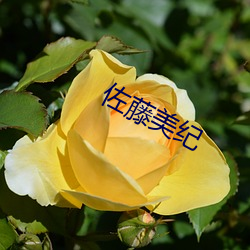 佐(zuǒ)藤美纪