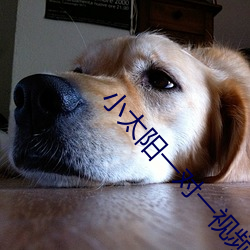 小太陽一對一視頻app