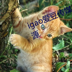 igao爱豆传媒入口有着超多高清资源