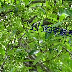 上门约茶联系方式 （复本）