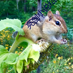 亮剑小说结局 （谲诈）