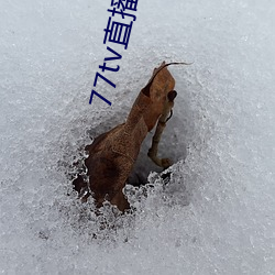 77tv直播苹果下载 （警车）