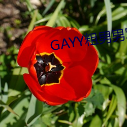 GAYY粗(粗)男男军人(人)洗(洗)澡(澡)