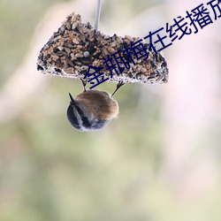 金瓶梅在線播放5集