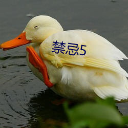 禁忌5