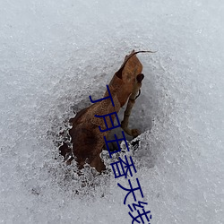 丁月五(五)香(香)天线(線)播(播)放线路二