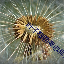 叶子楣(méi)聊斋志(zhì)异完整(zhěng)版(bǎn)10
