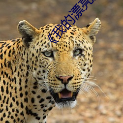 《我的漂亮(liàng)朋友》20点首(shǒu)播