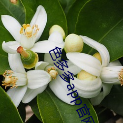 色多多(多)app官网导(導)入(入)