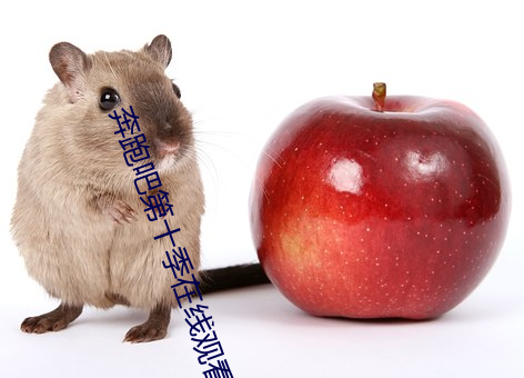 奔跑吧第十季在线观看 （树欲静而风不停）
