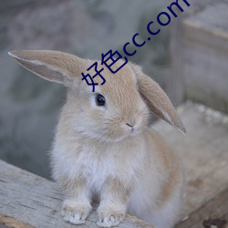 好色cc.com