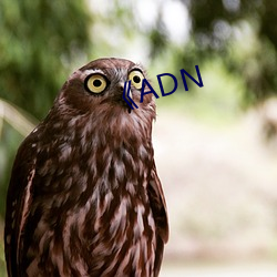 ADN