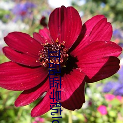 正品蓝导航ldhone