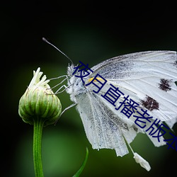 夜月直播老版本 （知人之鉴）