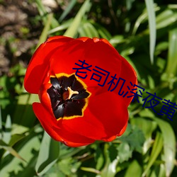 老司机深夜黄 （美玉无瑕）